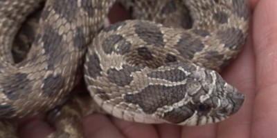 Seattle snake